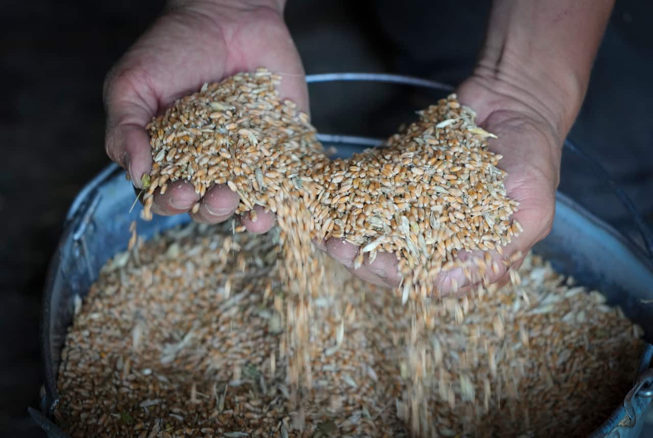 Wheat in the village of Ptyche in eastern Donetsk region, Ukraine