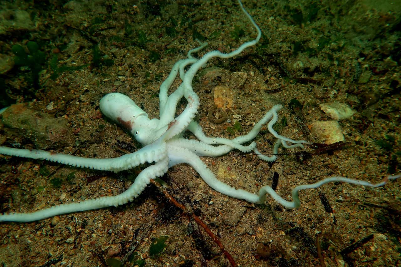 A white octopus lying dead in the water