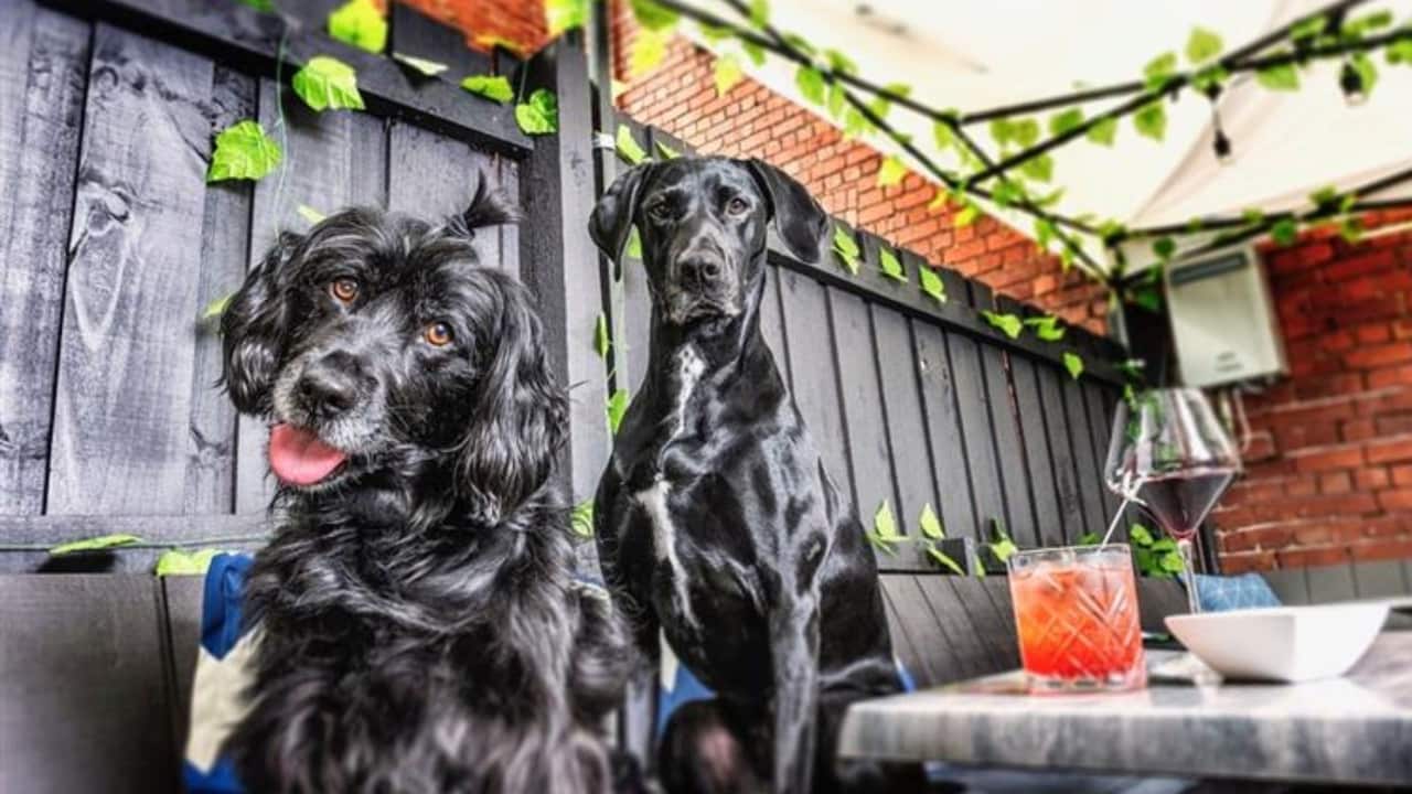 Two black dogs sitting outside in a bar