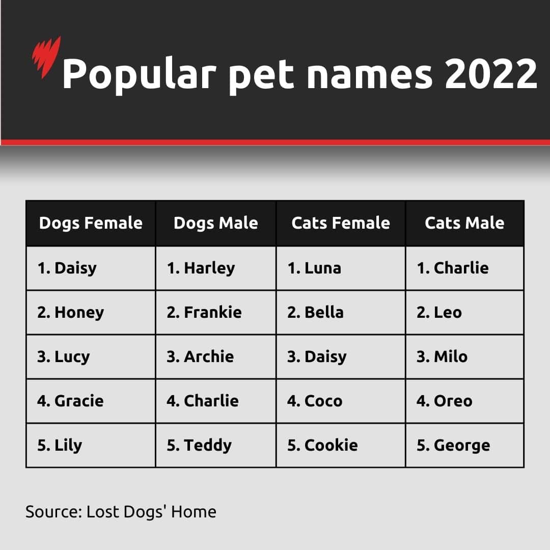 A table of top five pet names