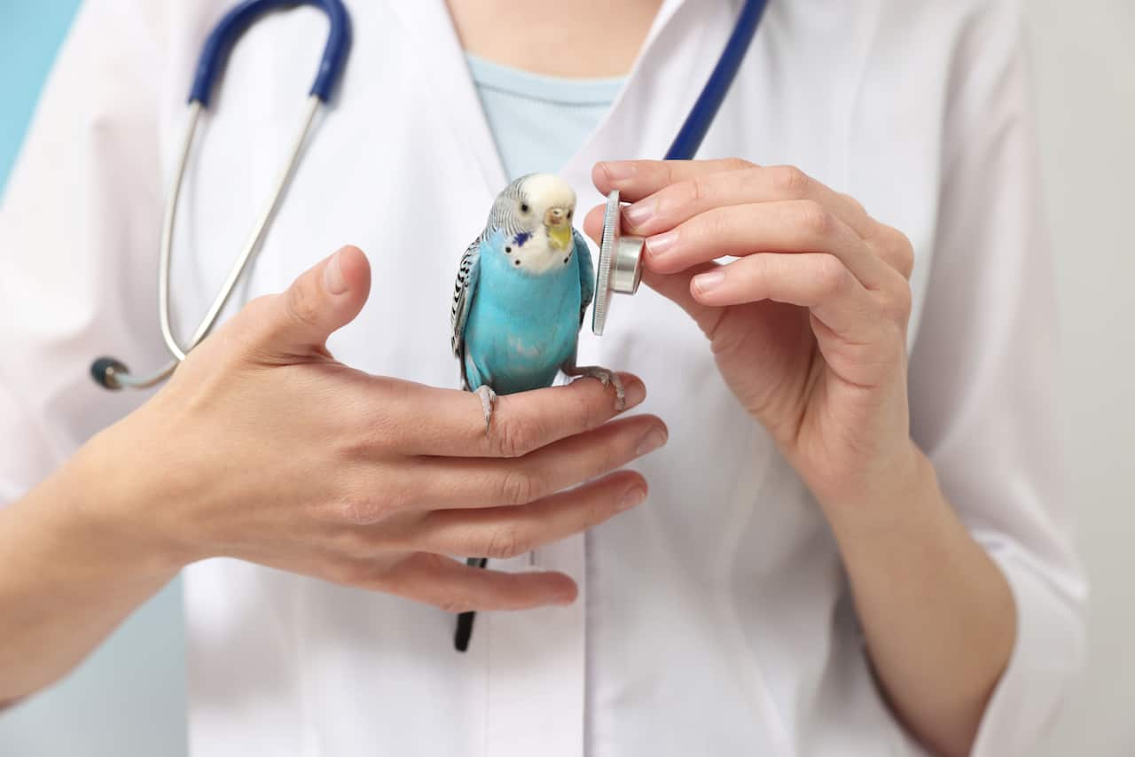 Veterinarian examining pet budgerigar
