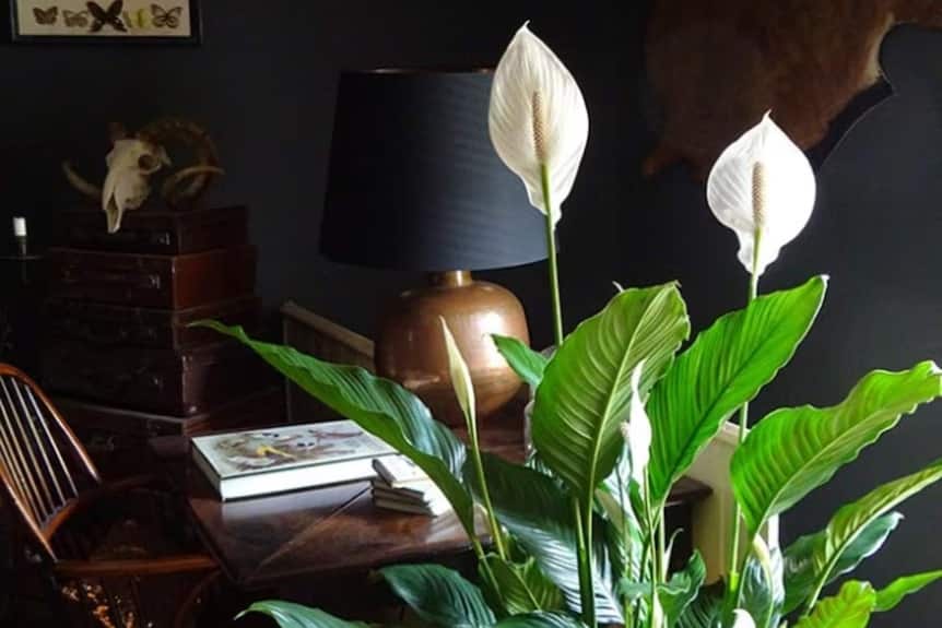 peace lily 2.jpg