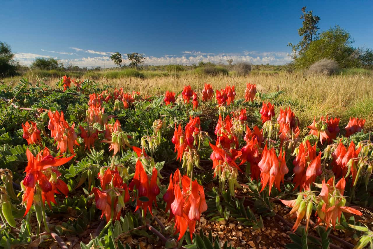 Sturt's Desert Pea (Swainsona formosa)