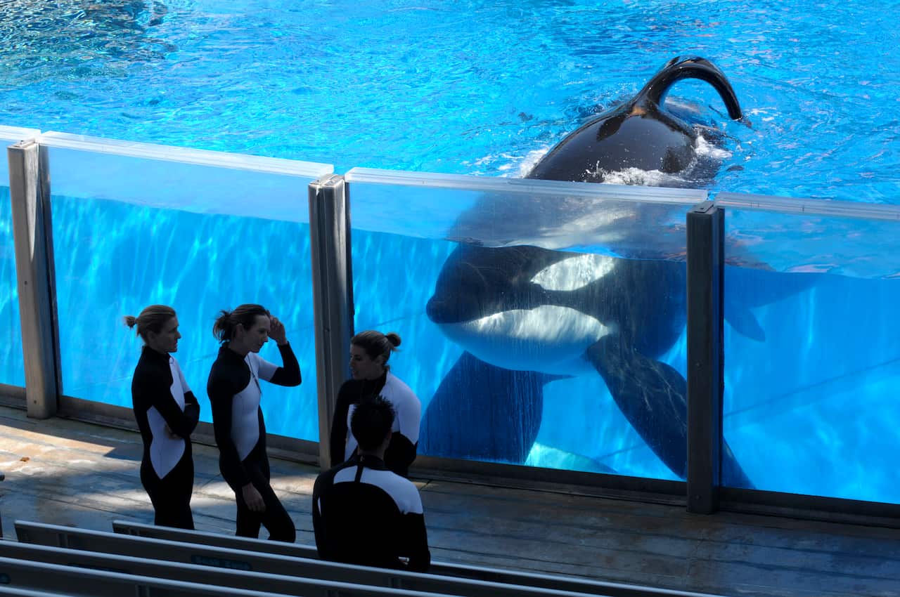 An orca peers through the sides of its glass tank as four trainers in black and white suits talk to one another. 
