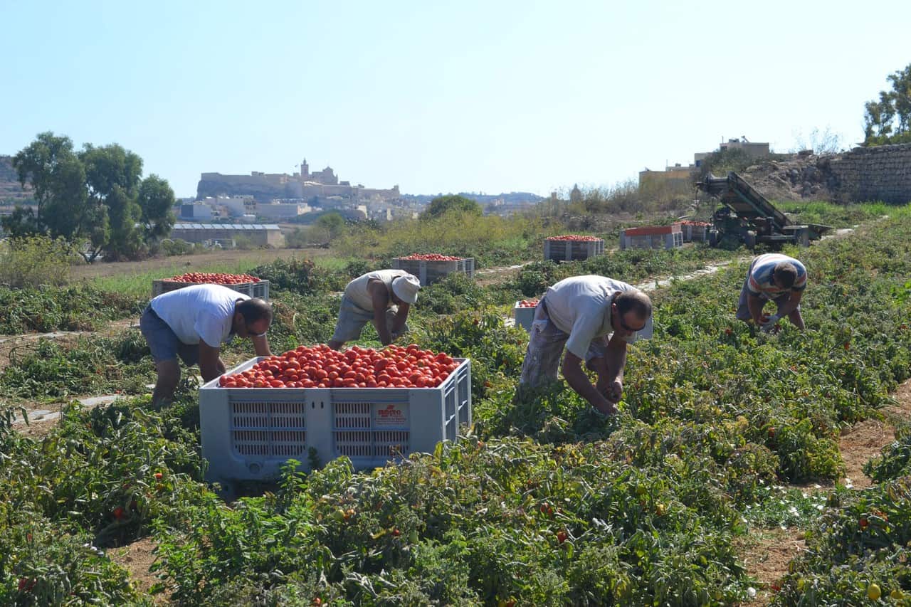 Gozitan Farmers Picking up Tomatoes.jpg