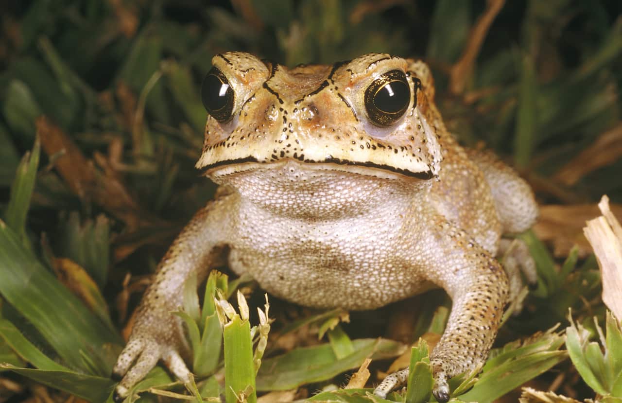 A toad in amongst grass.
