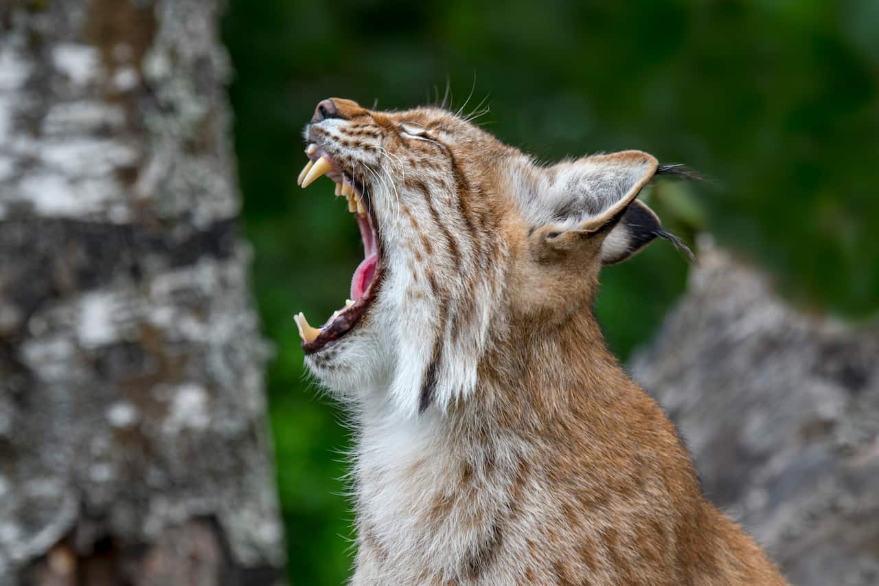 A yawning Eurasian lynx showing teeth and long canines in its open mouth.
