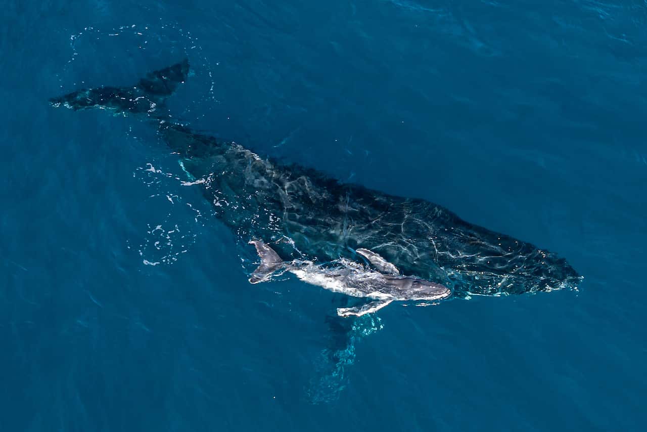NSW NORTH COAST HUMPBACK WHALE BIRTH