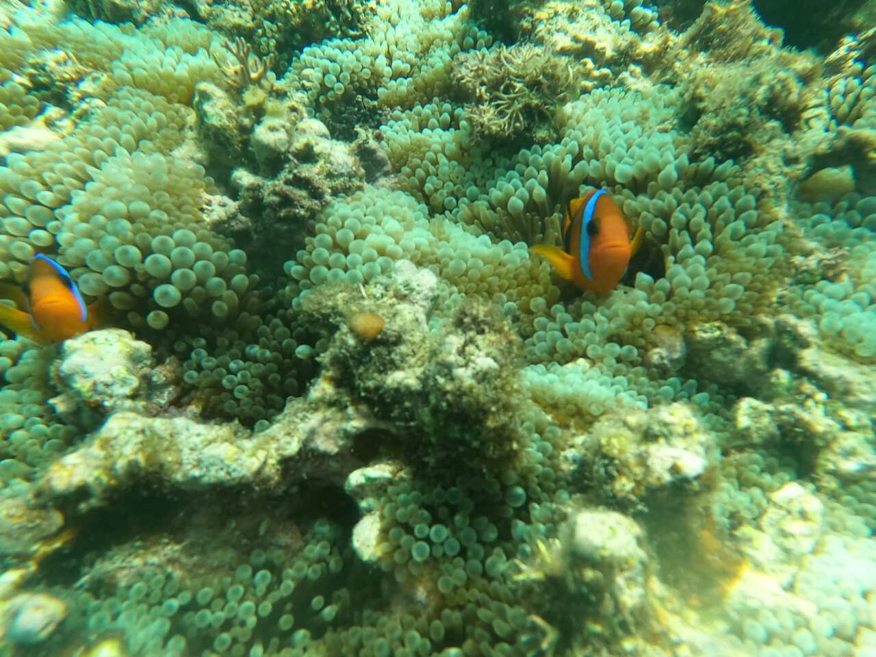 Orange fish swimming near coral underwater.