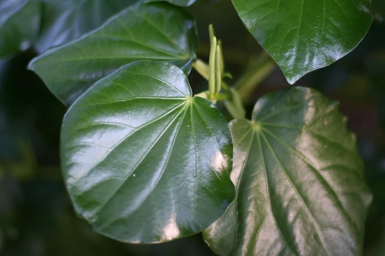 Kawakawa (Piper excelsum), a native New Zealand plant used in Māori cooking and rongoā. Credit- Kahuroa : Wikimedia Commons Public Domain.jpeg