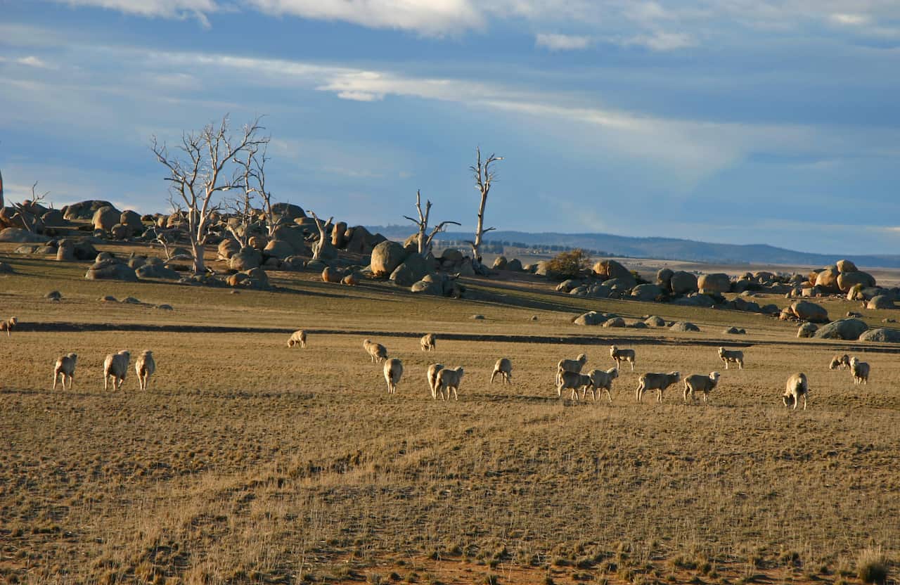 Monaro Sheep