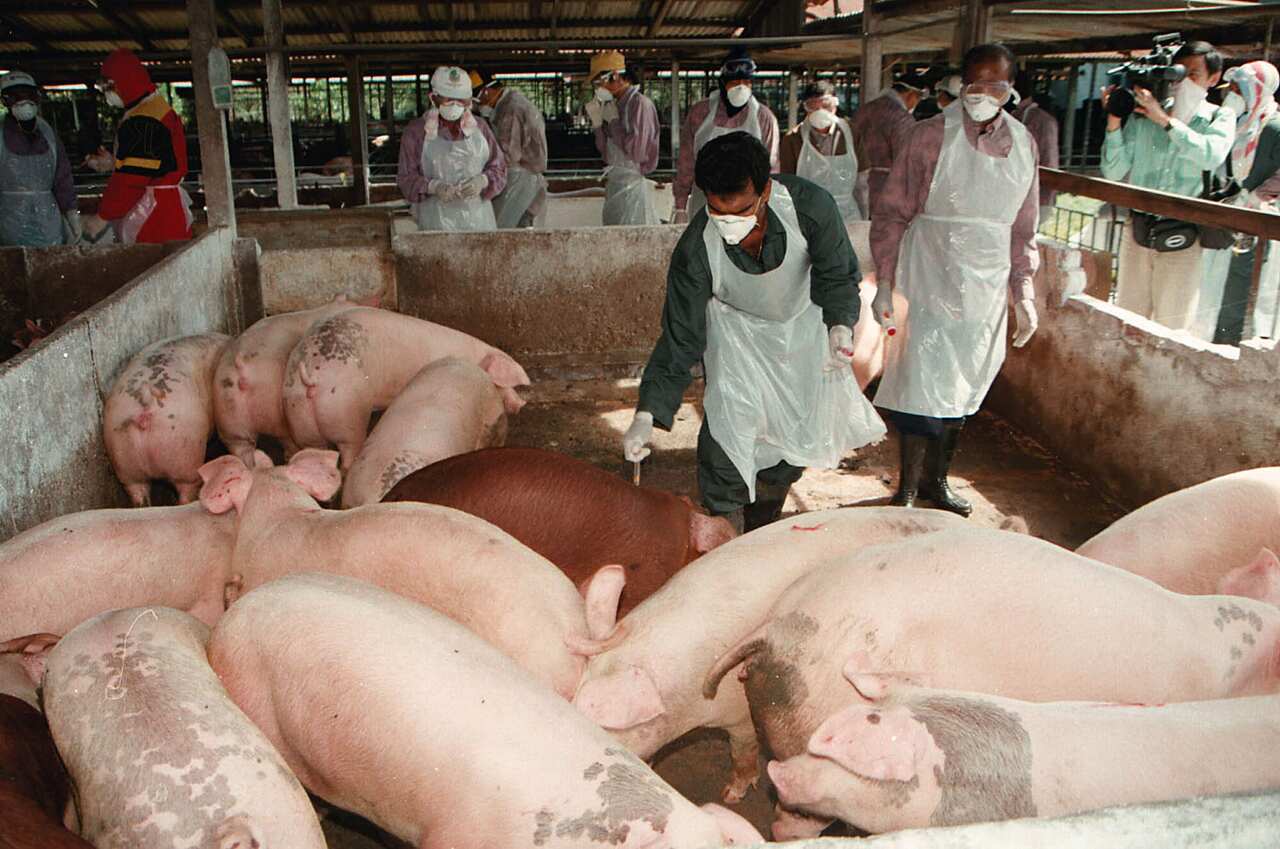 Malaysian vets vaccinate pigs to prevent Japanese Encephalitis Virus during an outbreak in 1999. 
