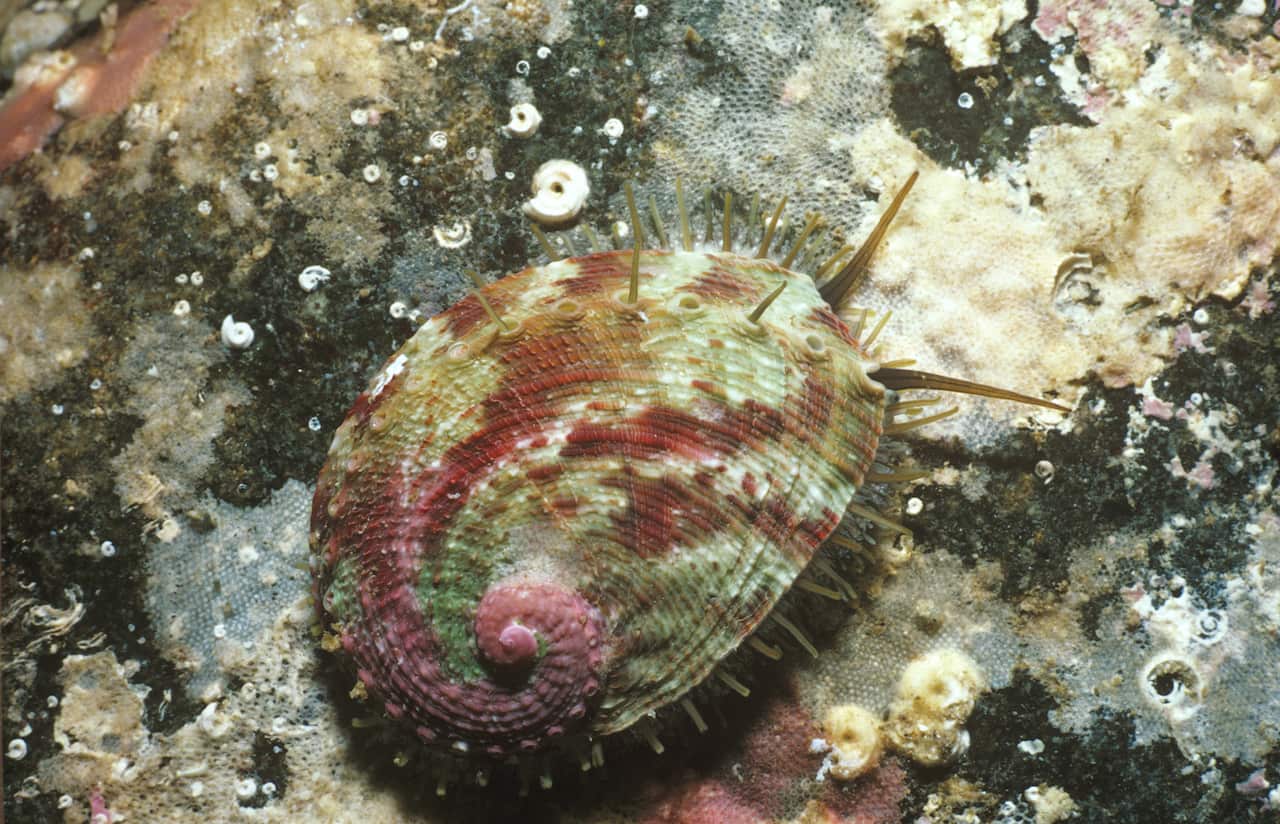 Black lip abalone, Haliotis rubra, juvenile under rock, Waterfall Bay, Tasmania, Australia