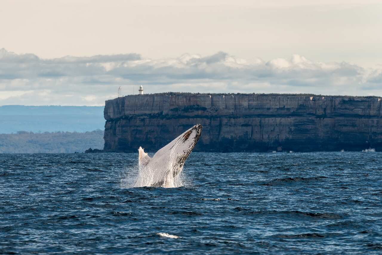 Humpback whale breaching in front of Point Perpendicular, Jervis Bay, NSW, Australia.
