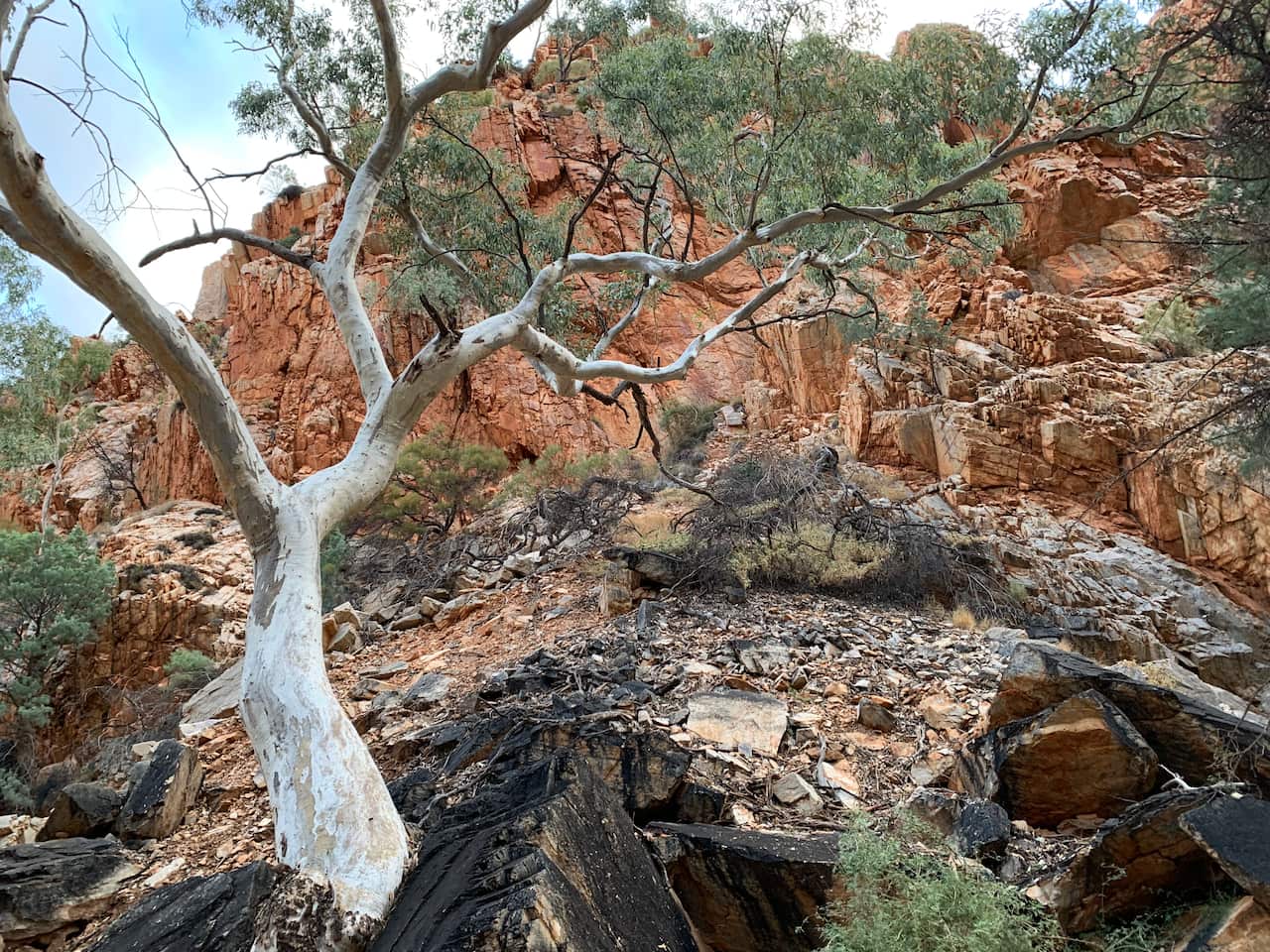 Standley Chasm trees and cliffs
