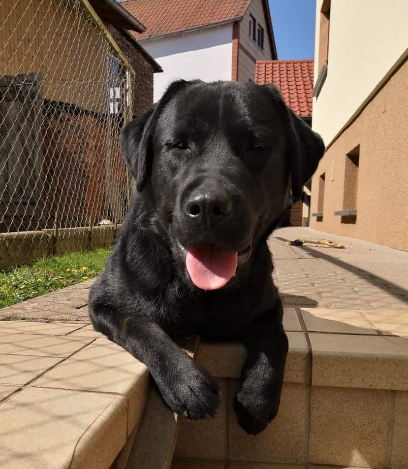 Hund in voller Groesse edit.jpg