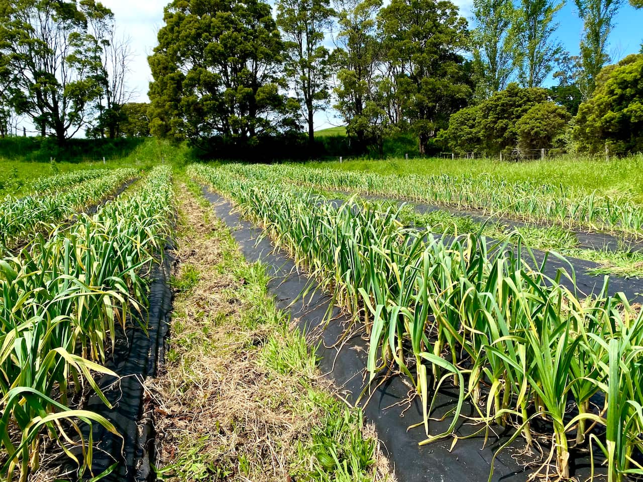 Rows of garlic growing in the soil on a farm in Gippsland, Victoria. 