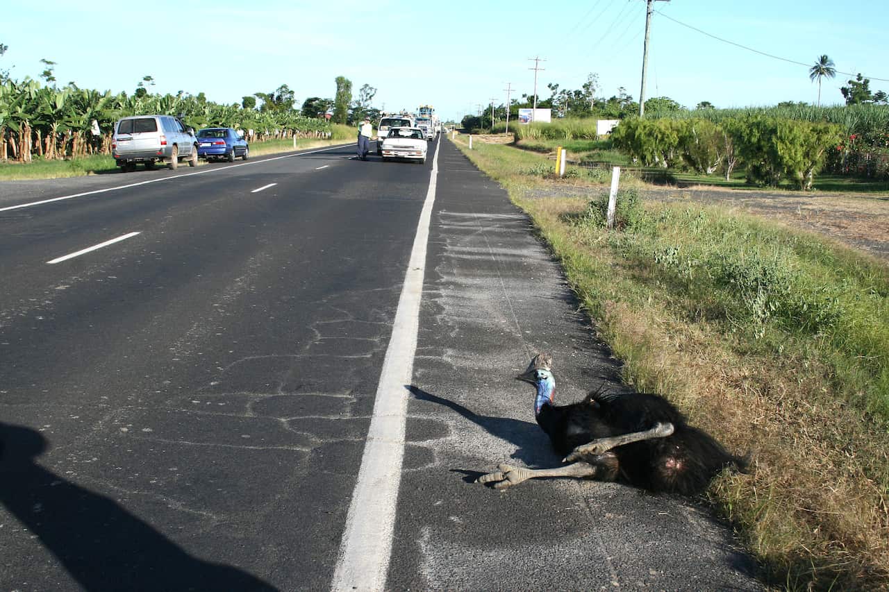 CASSOWARY CONSERVATION QUEENSLAND