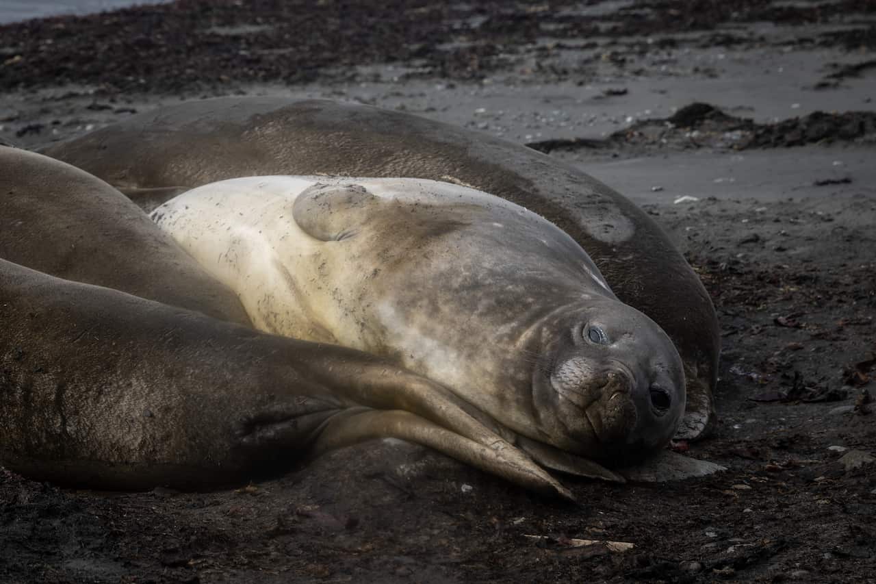 An elephant seals lie on dark sand.