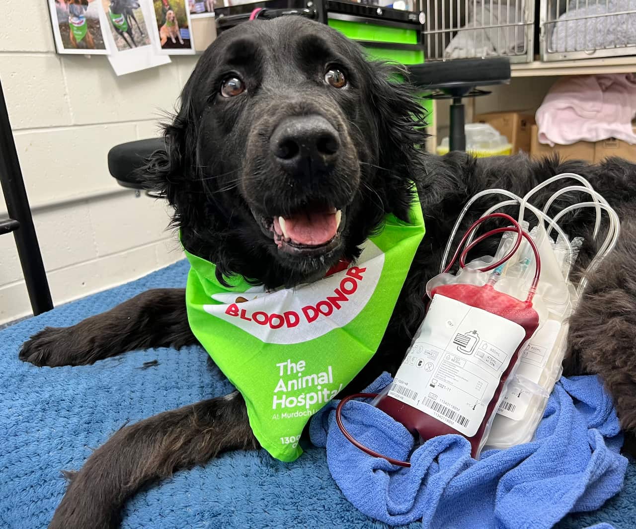 A black dog laying on a blue towel, wearing a bandana that says 'blood donor' with a bag of blood next to him.