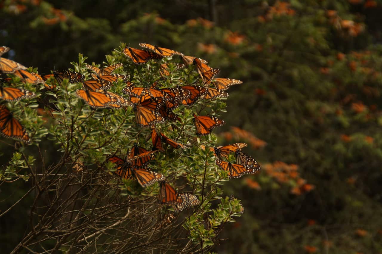 A cluster of Monarch butterflies in Michoacán.