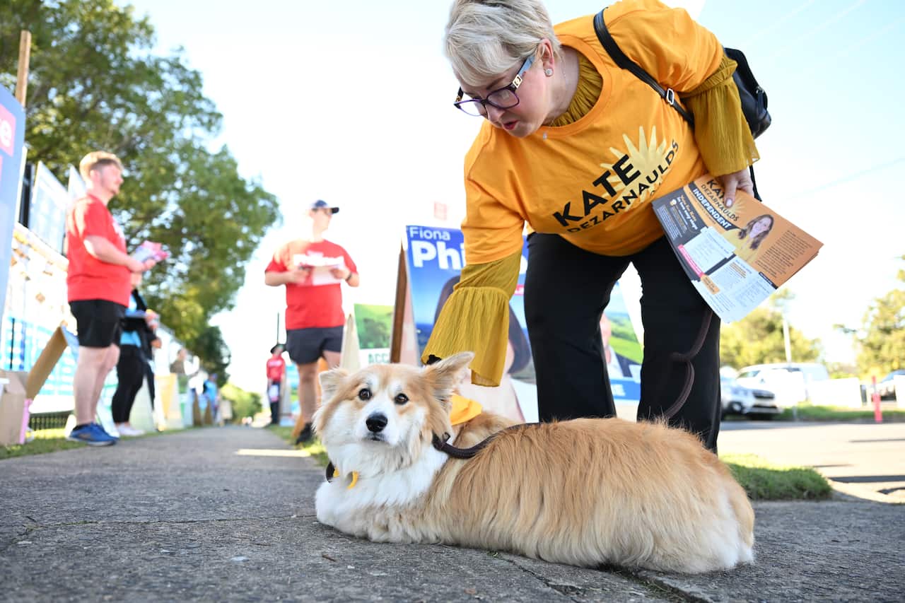 A dog sits on the pavement 