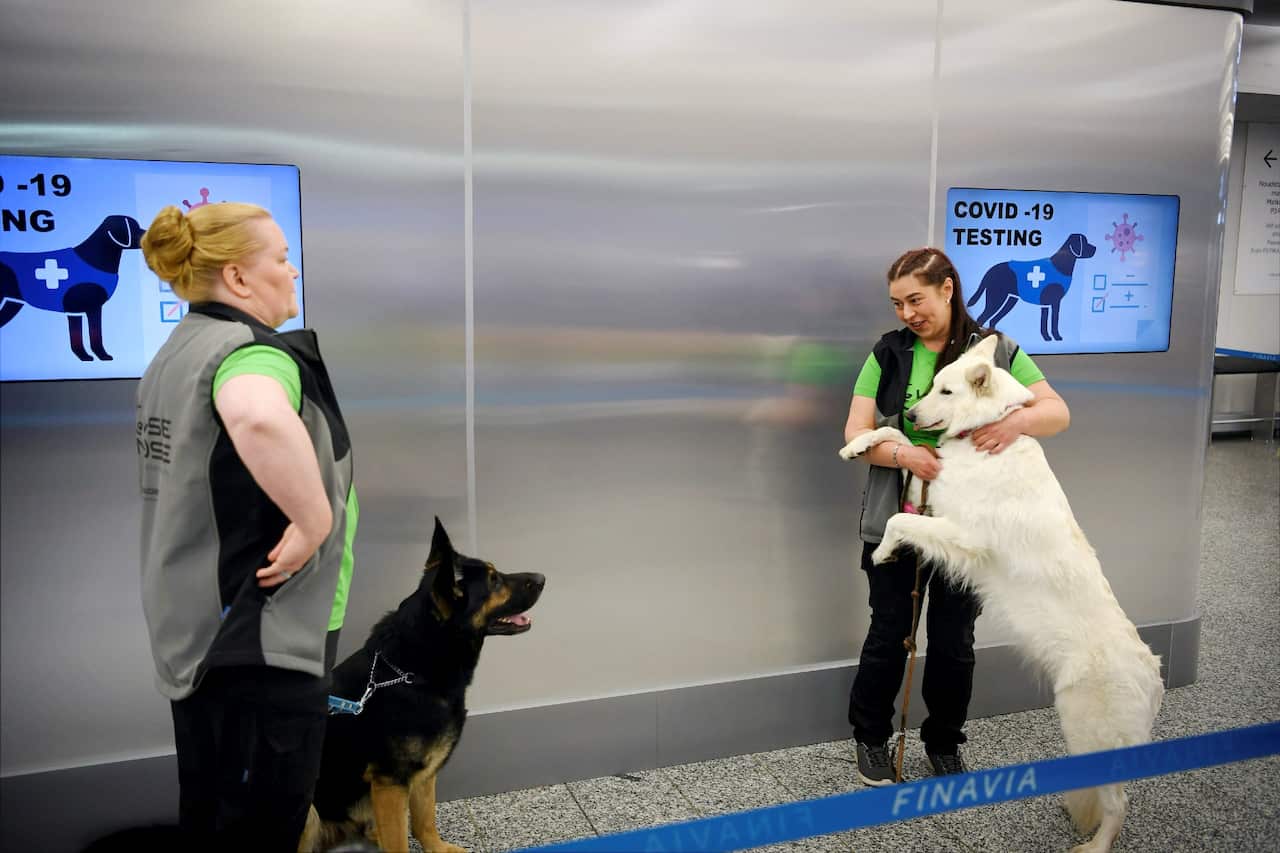 The coronavirus sniffer dogs named Valo and E.T. stand by their trainers at the Helsinki airport in Vantaa, Finland, where they are trained to detect the COVID-19 from the arriving passengers on 22 September 2020.