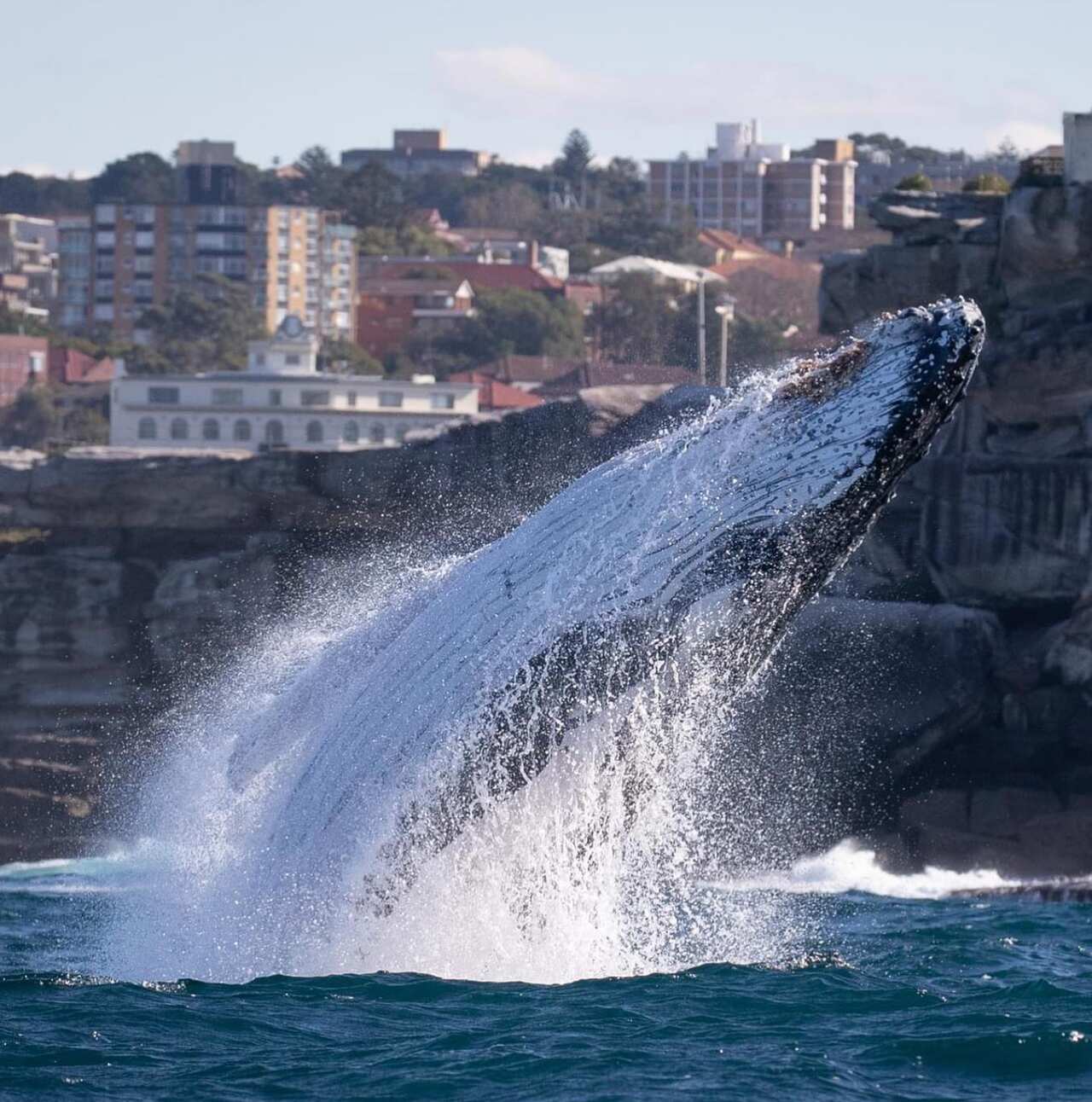 caption whale Screenshot 2023-05-22 at 12.15.10 pm (1).png