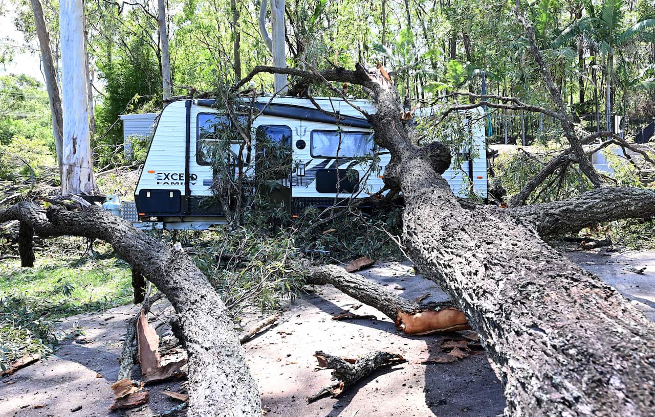 Downed trees in bushland