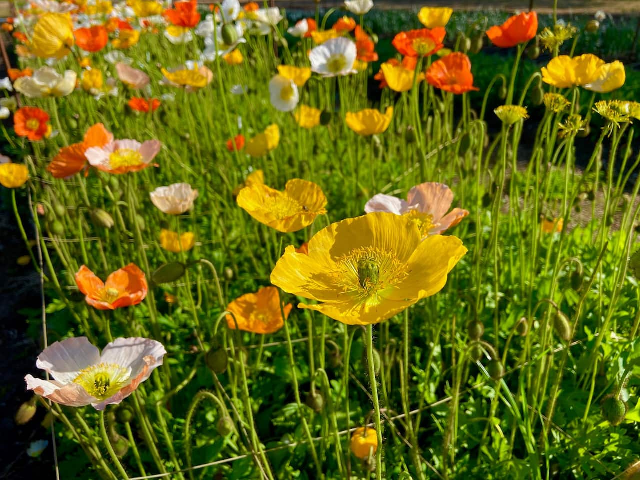 Pure Maiden Flower Farm SBS Thai 5.jpg