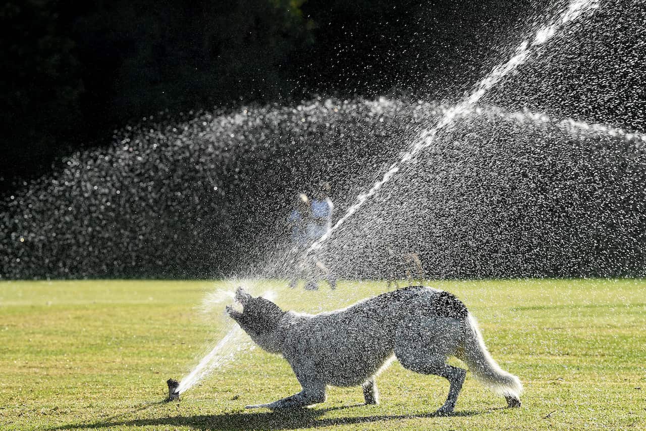 A dog plays with a water sprinkler.