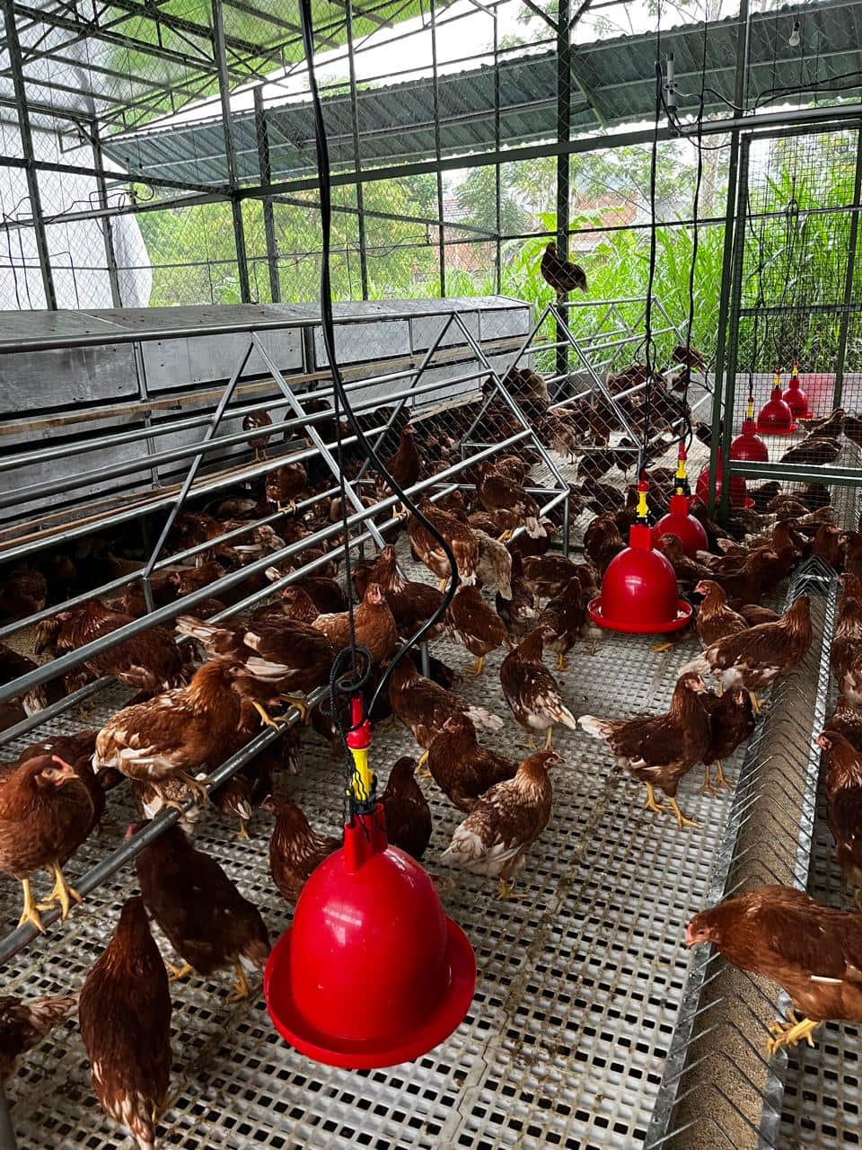 PT Talun Indonesia Baharu's cage-free chicken farm in Bandung Regency, West Java.