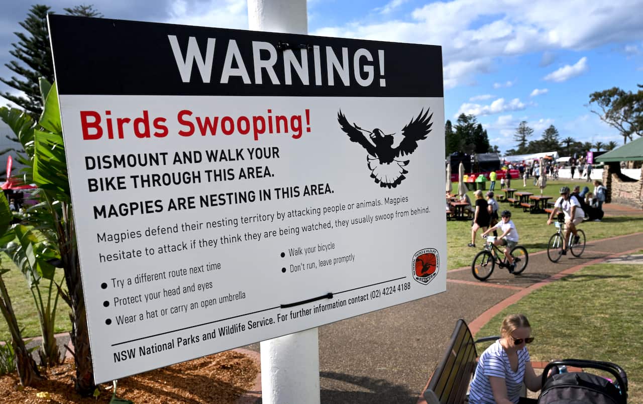 A sign saying "birds swooping" in an outdoor area in Australia with people riding bicycles in the background.
