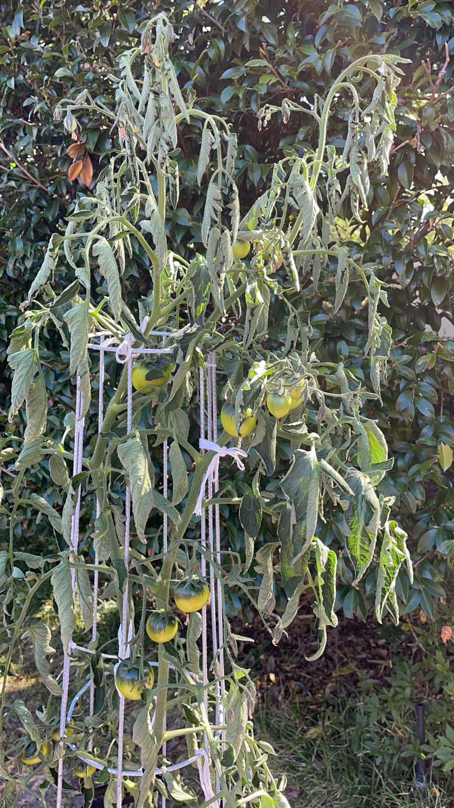 MicrosoftTeams-image (2).png