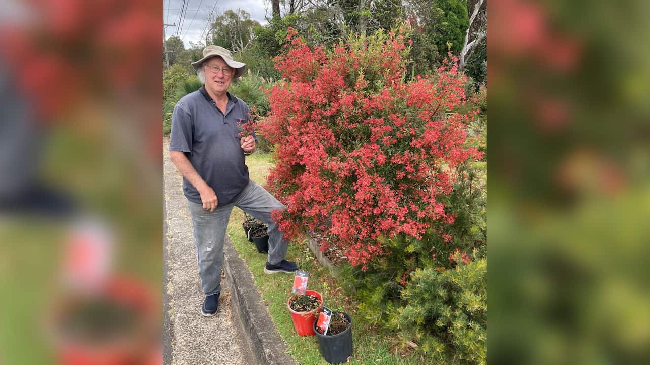 Brian Roach stands beside a NSW Christmas bush. 