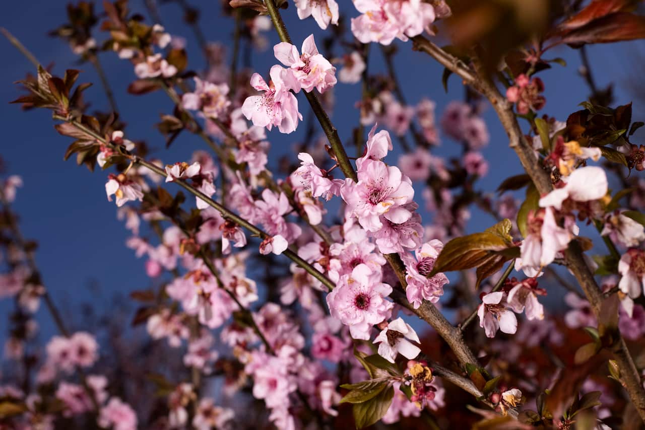 Auburn Botanic Gardens In Full Bloom Ahead Of First Day Of Spring