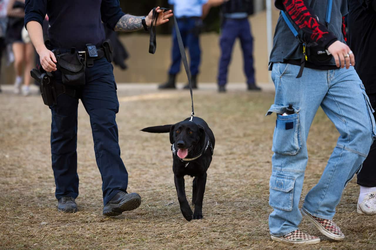 A black dog being walked by a police officer at a music festival.
