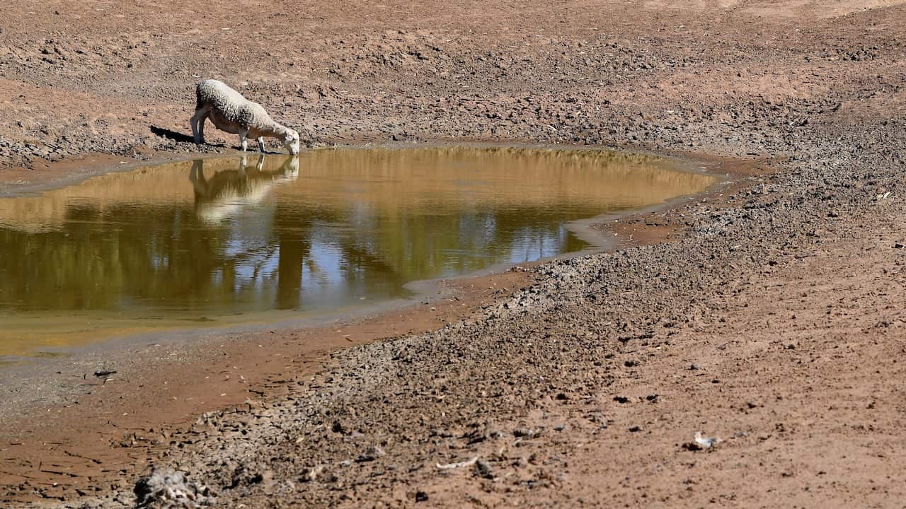 Sheep drink from a water storage canal between Pooncarie and Menindee, Thursday, February 14, 2019. 