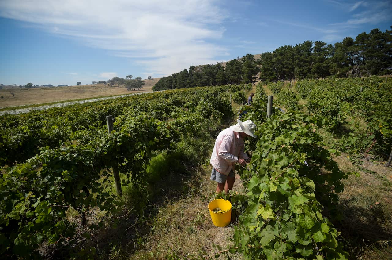 A man wearing casual workwear and a sunvisor handpick grapes in a vineyard. 