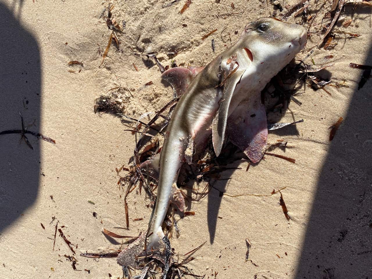 A dead Port Jackson shark lying on the beach 