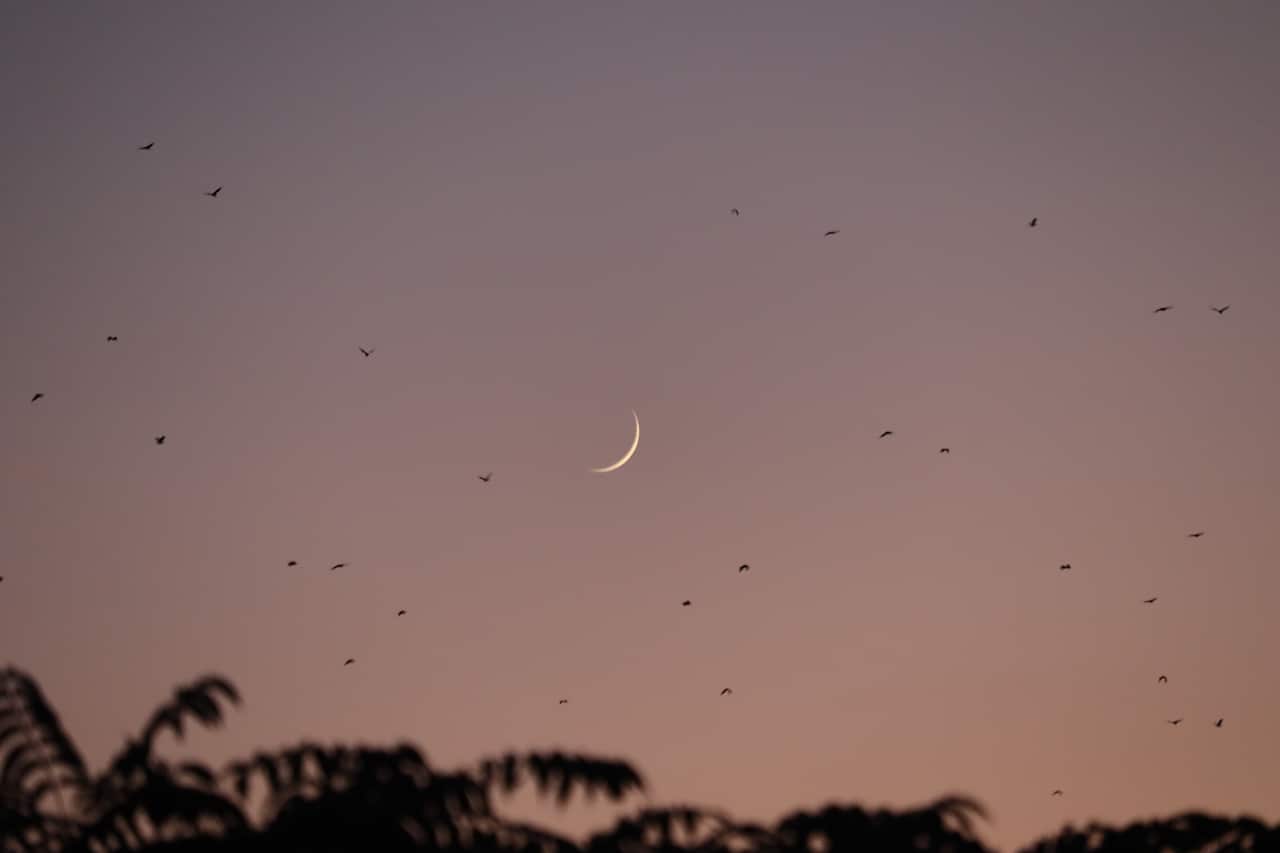 Birds fly in the sky near the new moon. 