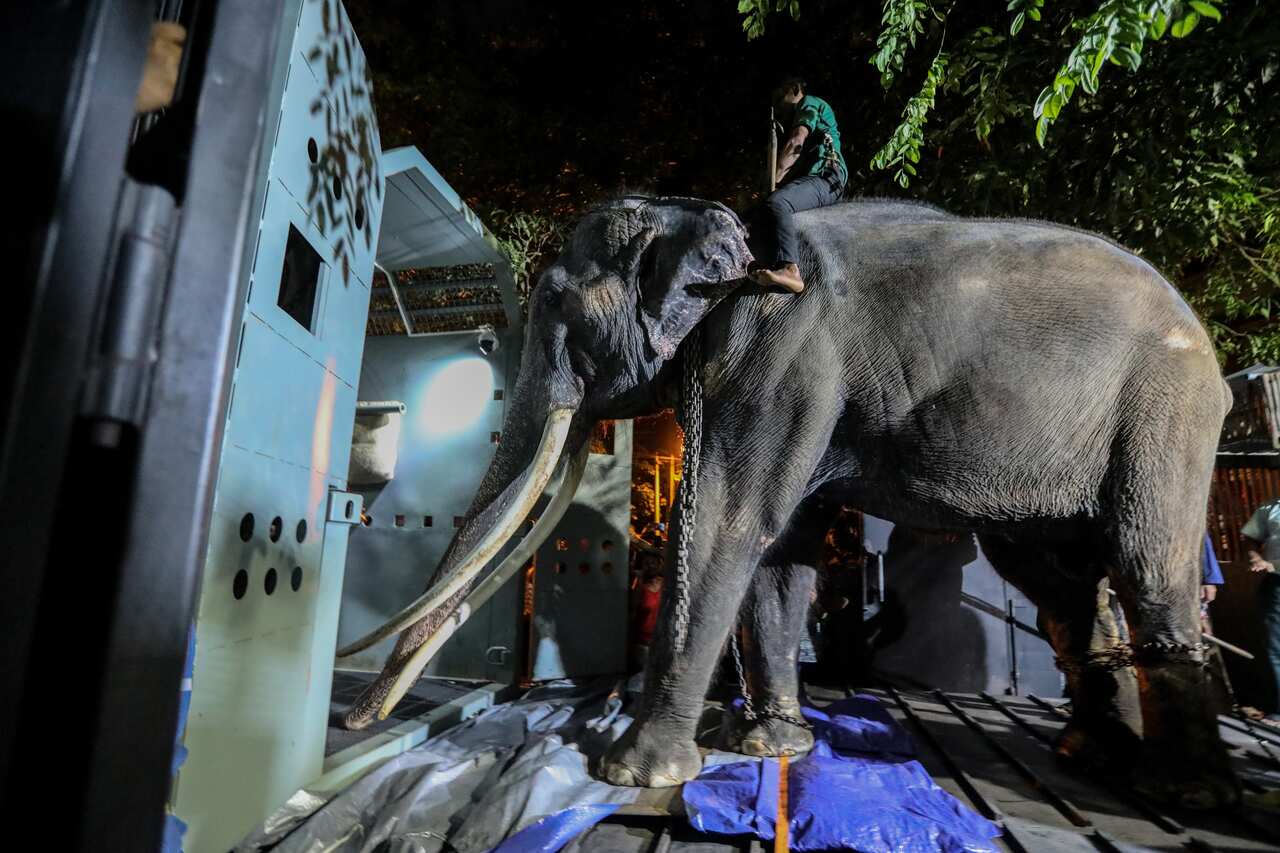An elephant walks into a travel crate.