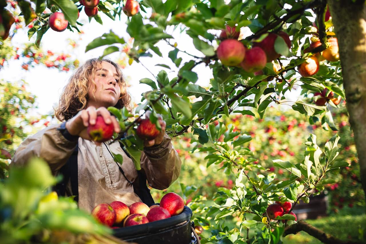 Apple picking during harvest in a fruit orchard