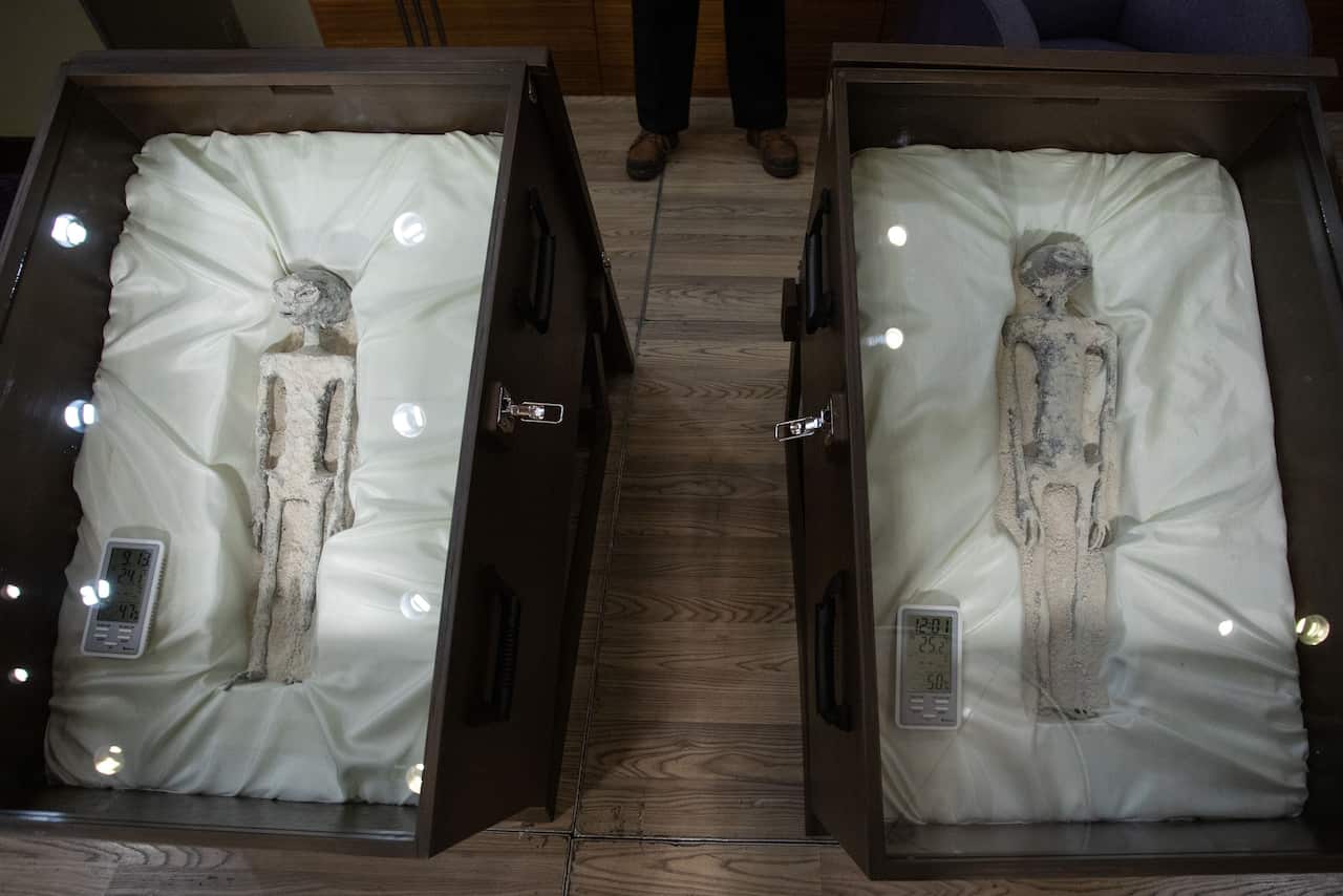 Two grey 'alien' bodies in wooden and glass cases