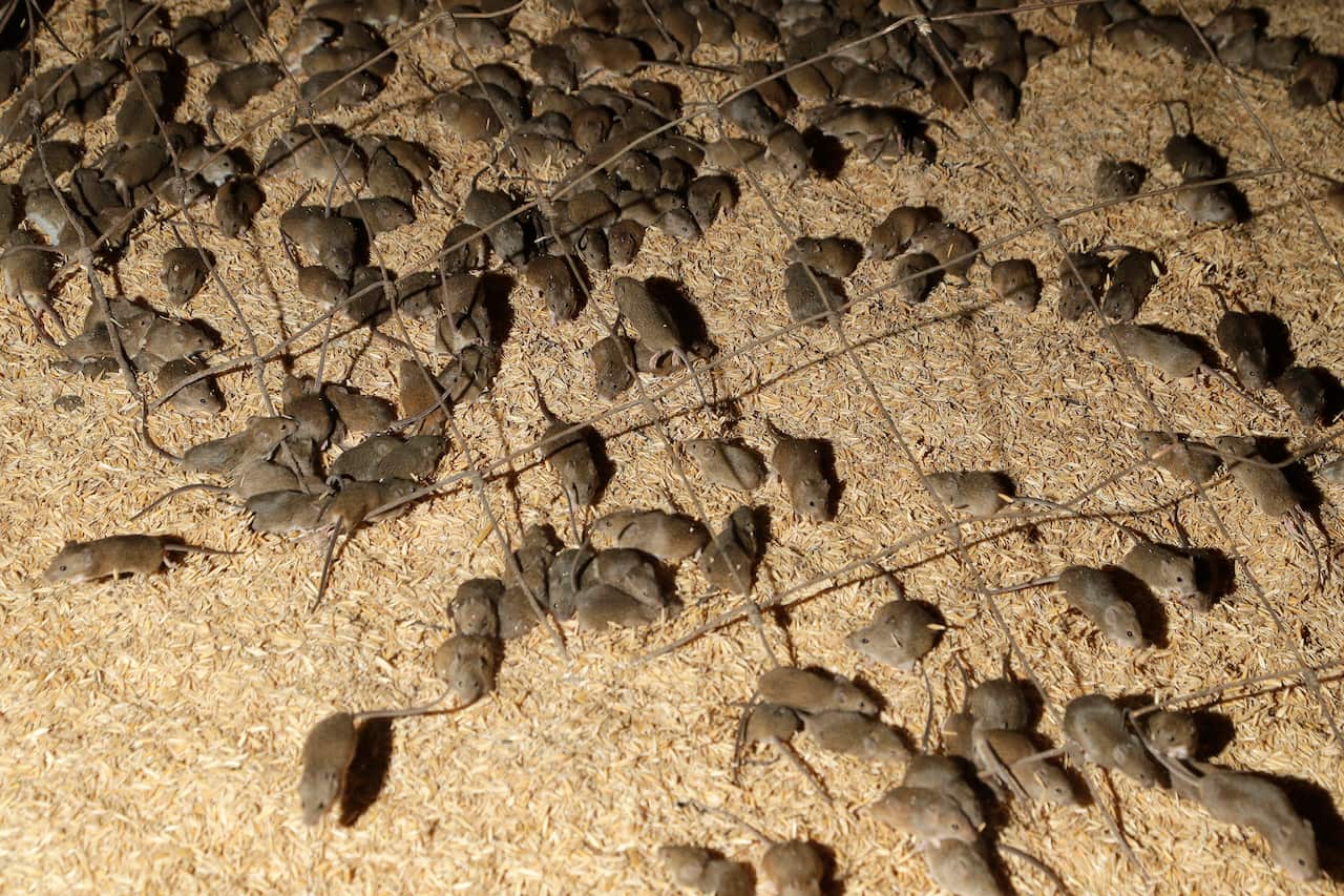 Aerial view of lots of mice on the ground at night