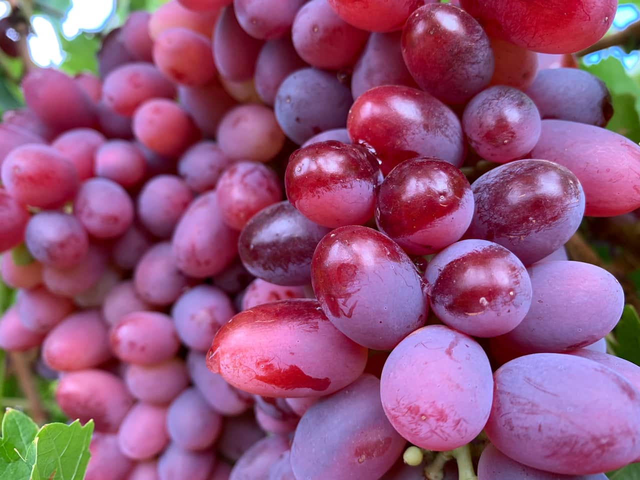 Grapes are served in China at the end of a meal