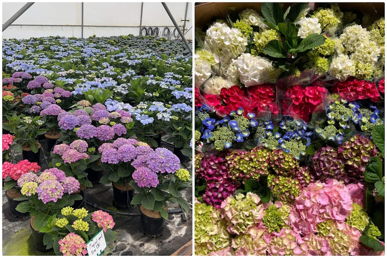 flowers for lunar new year 8.jpg