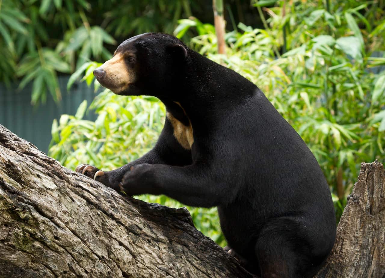 A sun bear in a tree