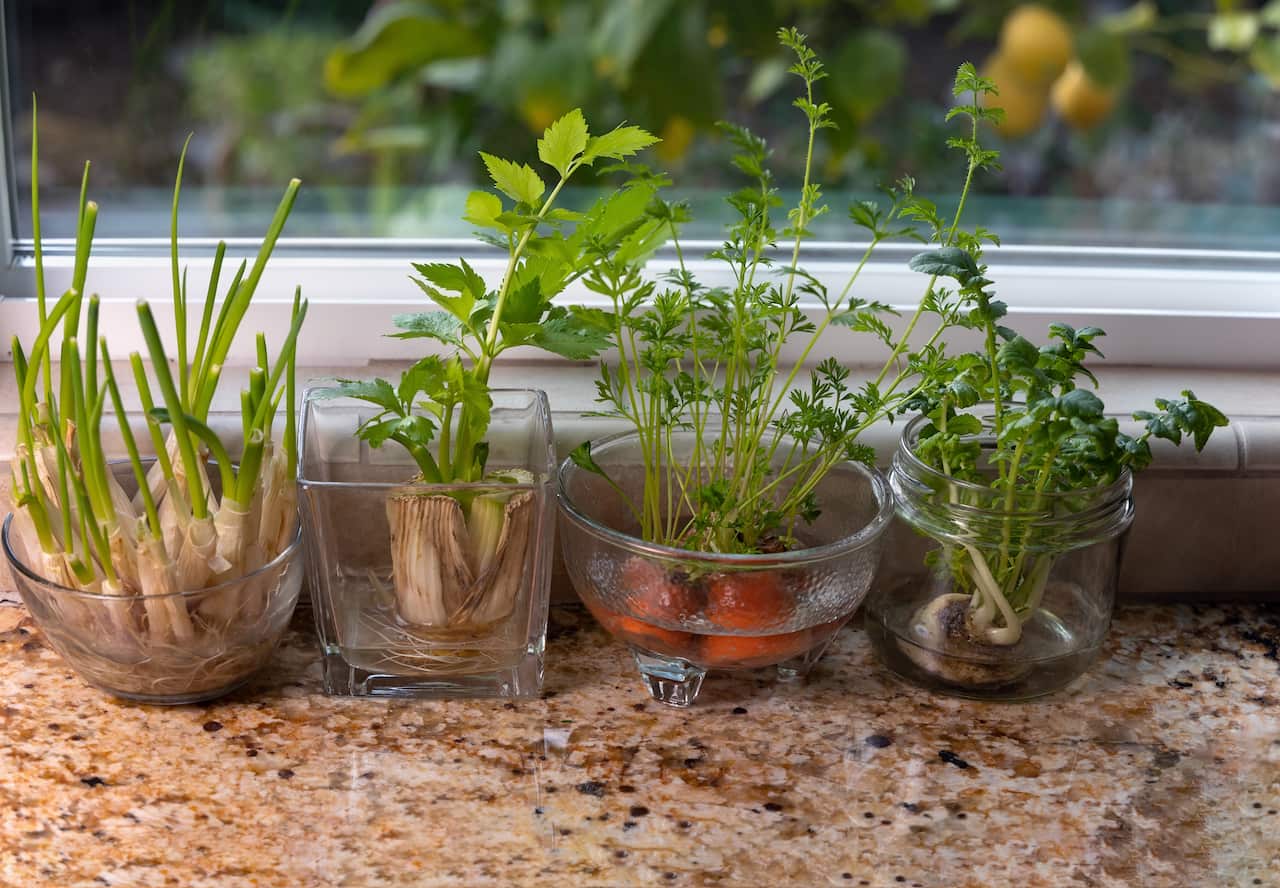 Spring onions and herbs growing in small glass jars and bowls on a windowsill