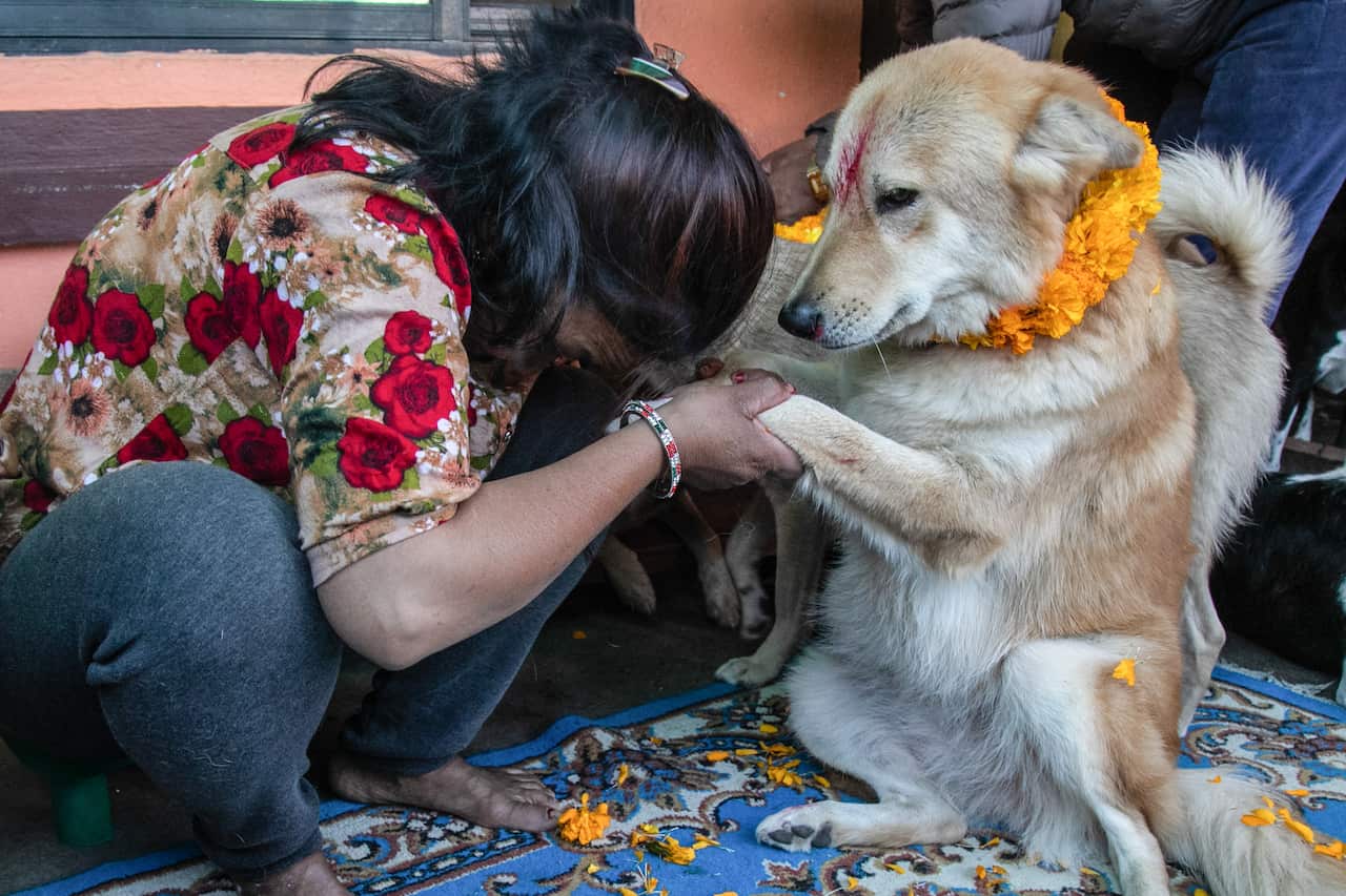 Kukur Tihar, the second day of Tihar, is dedicated to worshipping dogs.